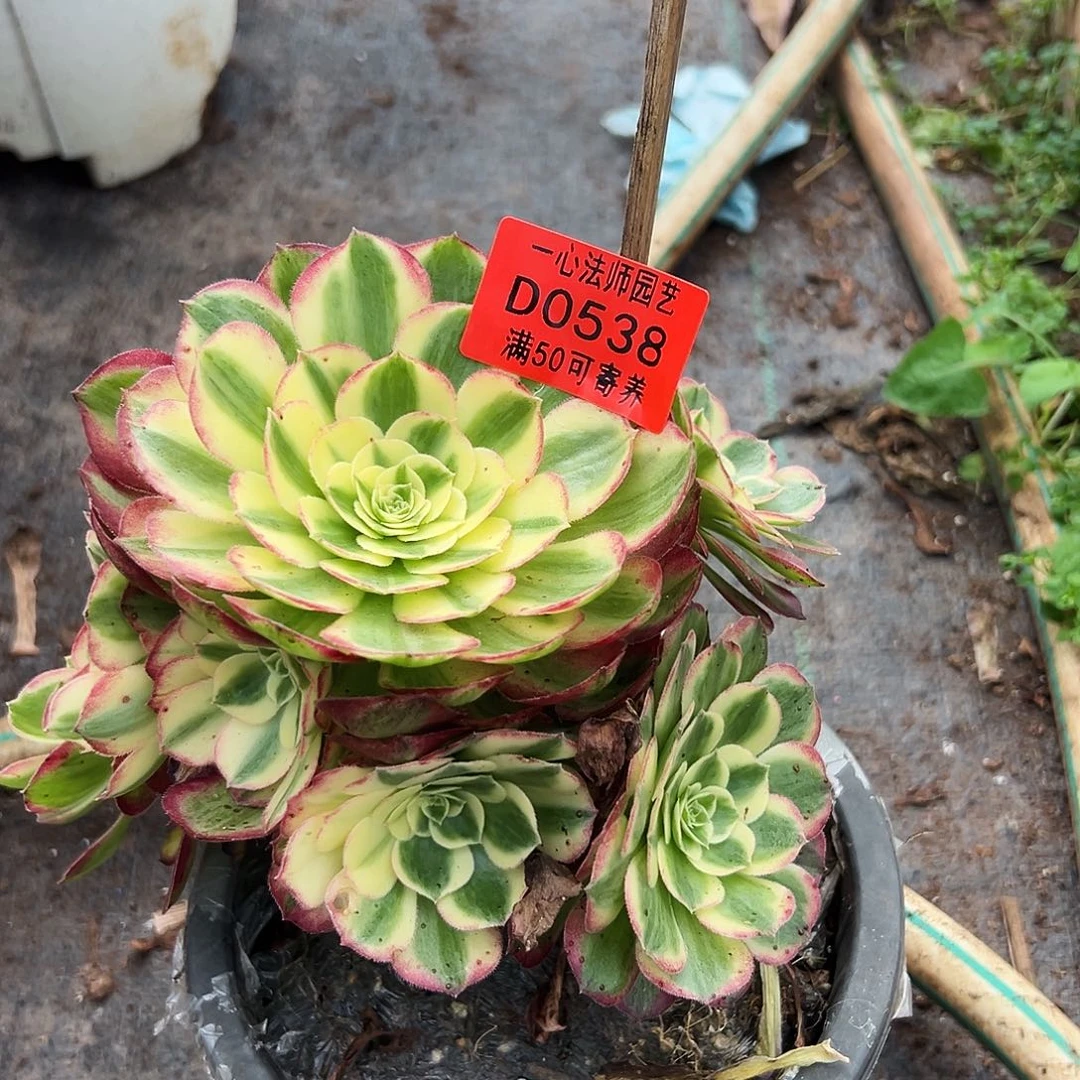 0538多肉植物海王