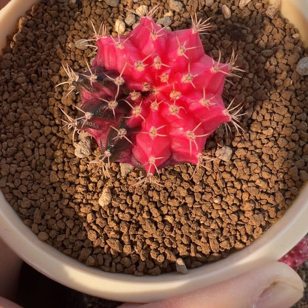 825 好看的米哈冲冲冲