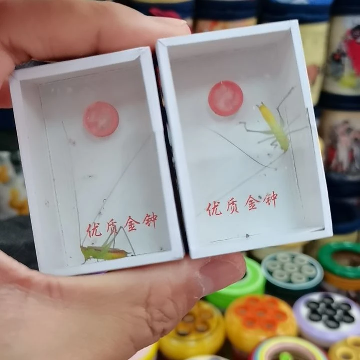 三***爷糖果鸣虫翠绿活体