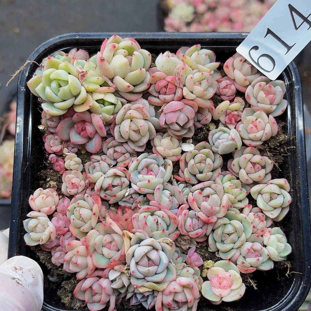 冷****?多肉植物多肉植物614