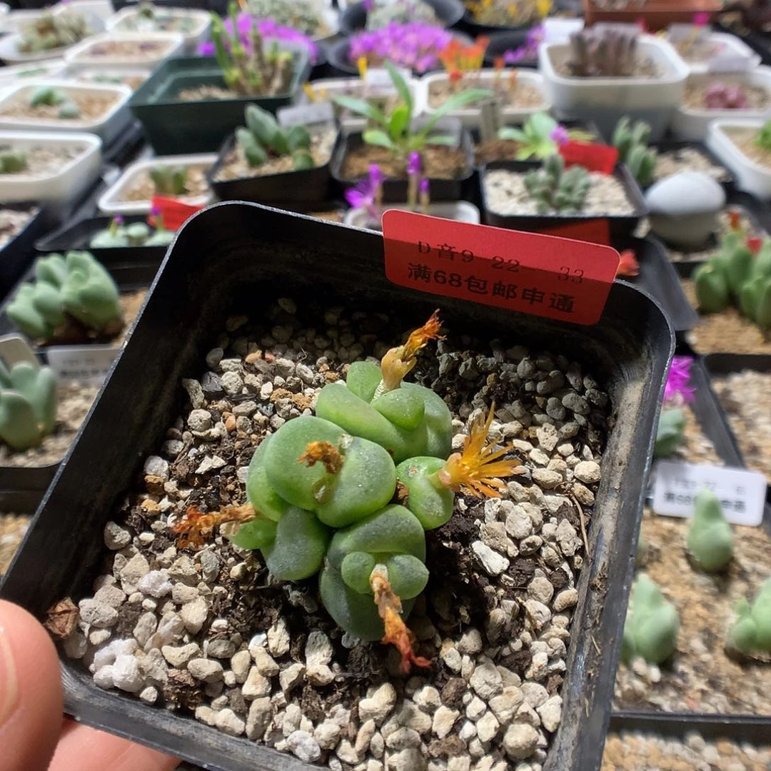 9-22-33    瑕疵水晶鞋