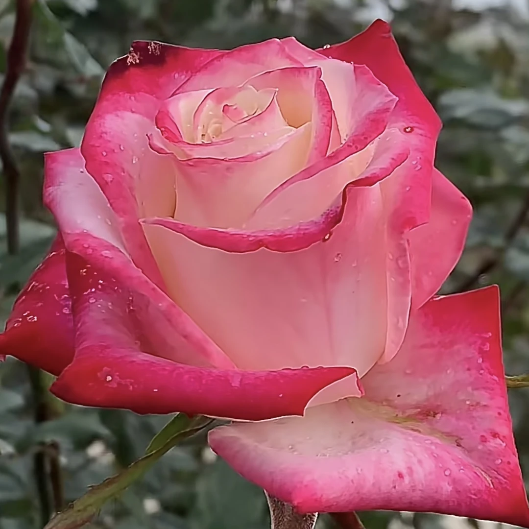扶摇 根接苗匠人月季鲜花月季花玫瑰花四季开花阳台盆栽植物