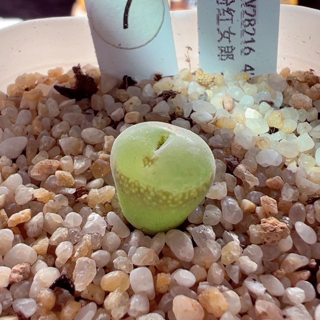 527-382.多肉粉女1c m