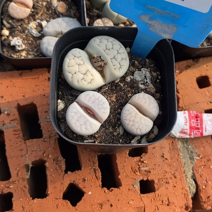 ****a生石花的季节是最354