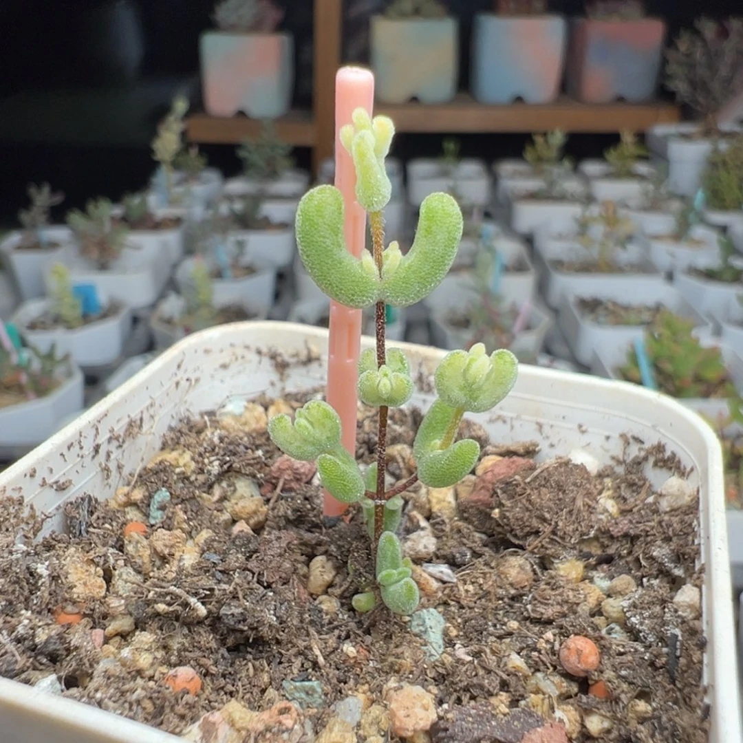 1123月曲（全锦和虎斑锦），拍下不退不换