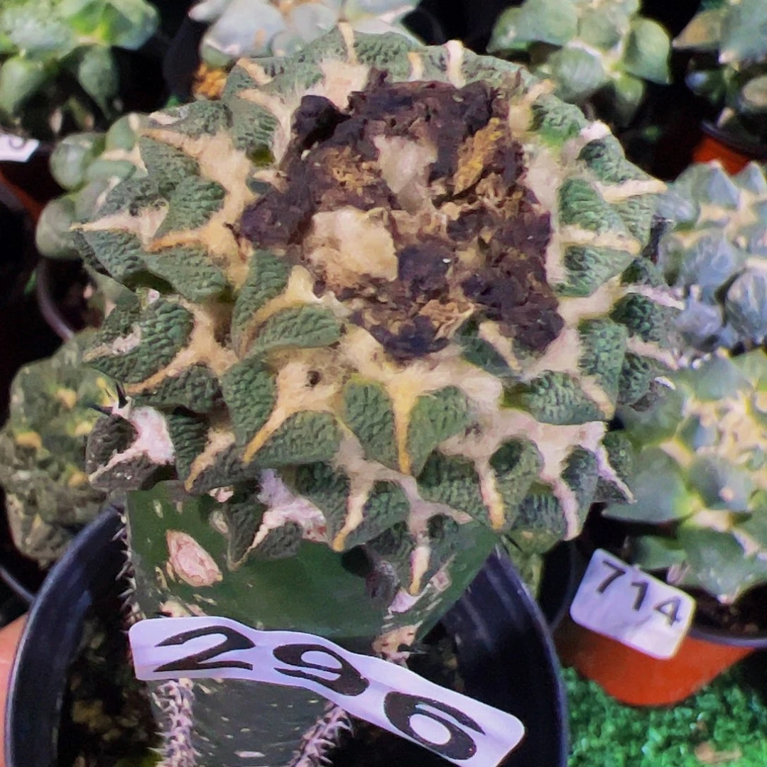 无花朵福利黑牡丹296