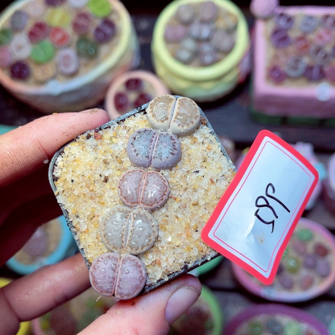 599生石花带盆发1