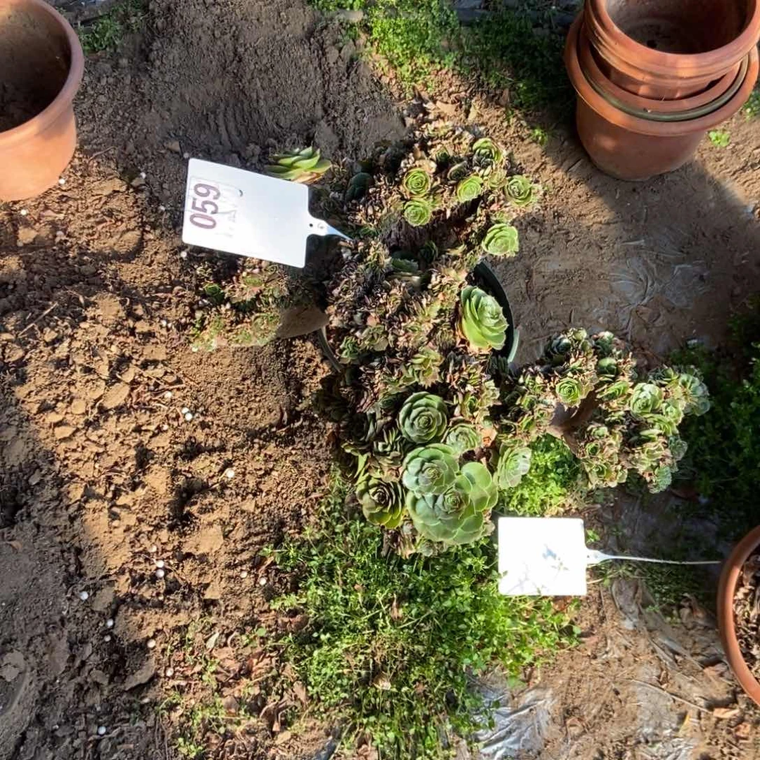 境***059寄养干伤万圣节处理