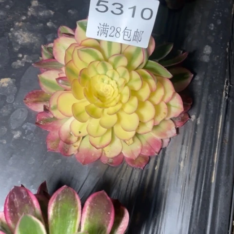 海王多肉多肉5310