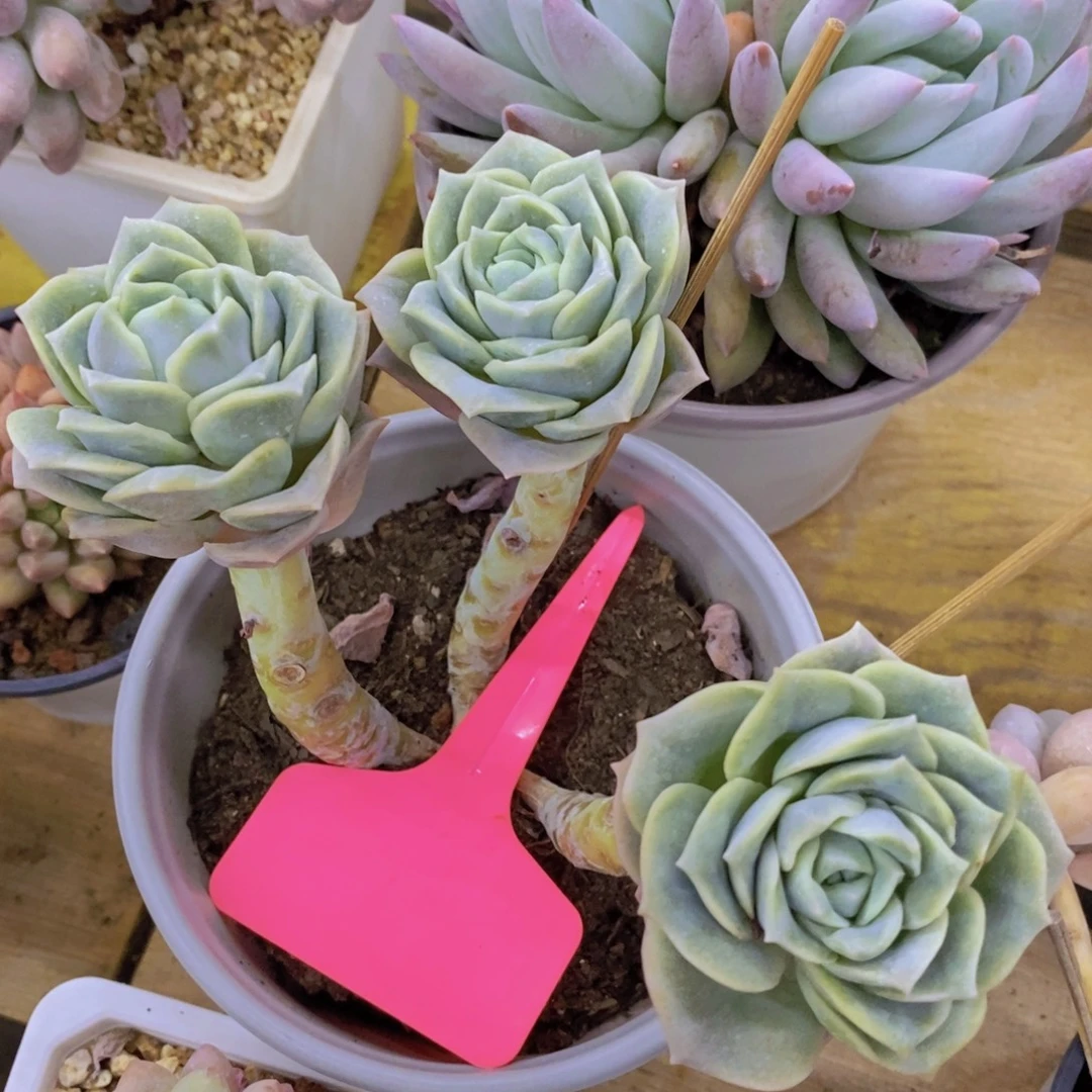 开心多肉，每月专场