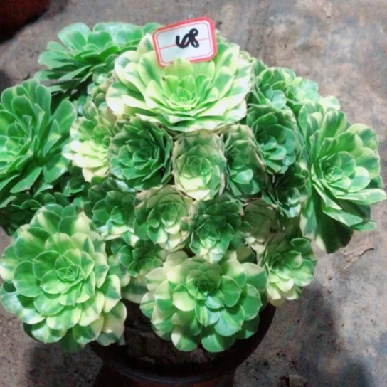 无***无无花朵五彩琉璃法师多肉植物48号