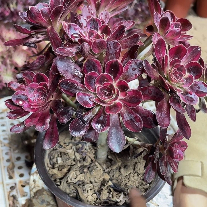 香奈儿绣球脱土发货