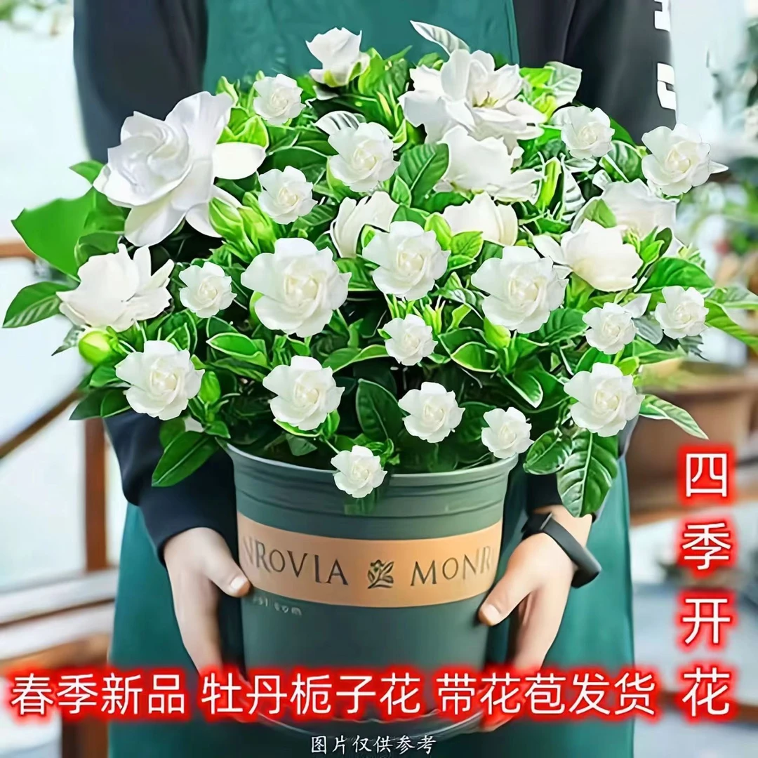 浓香型栀子花花卉四季开花绿植花苞室内好养桌面盆栽净化空气甲醛