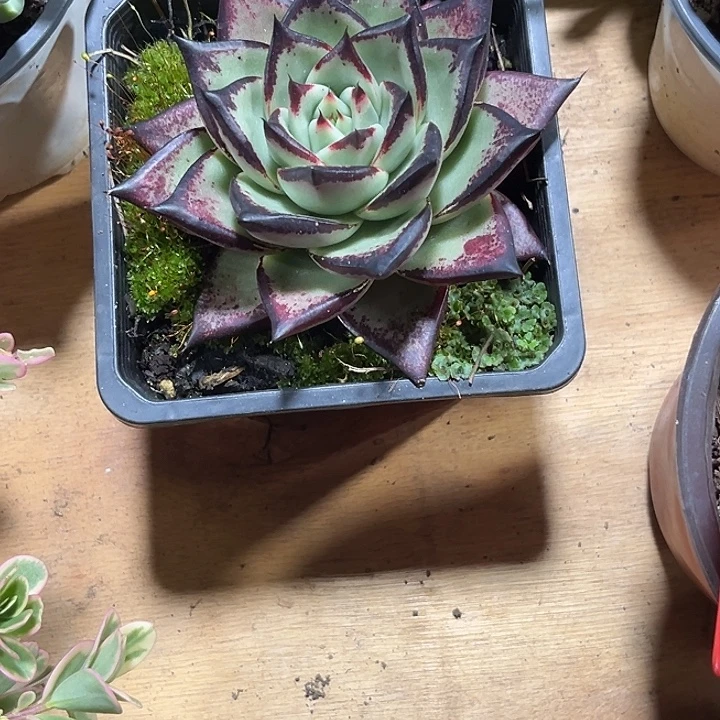 建***平00000000000000000070