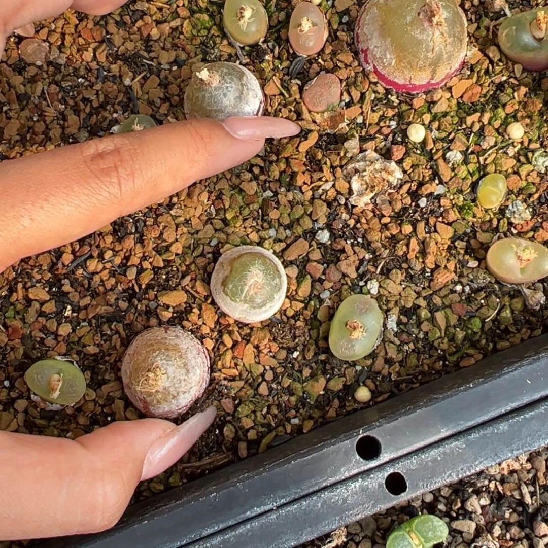 舞**蹈1111111111111多肉多肉