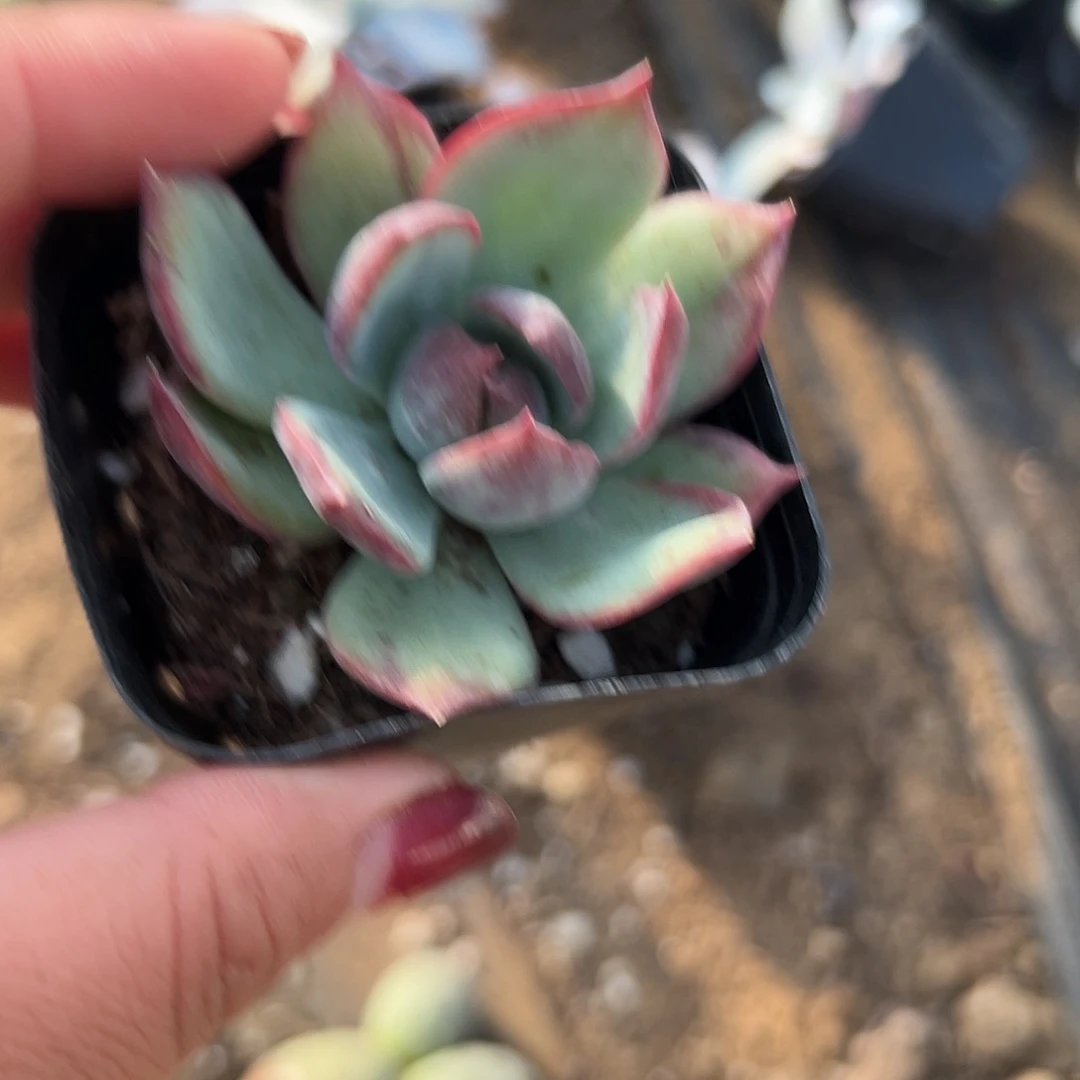 多肉植物惊鸿仙子