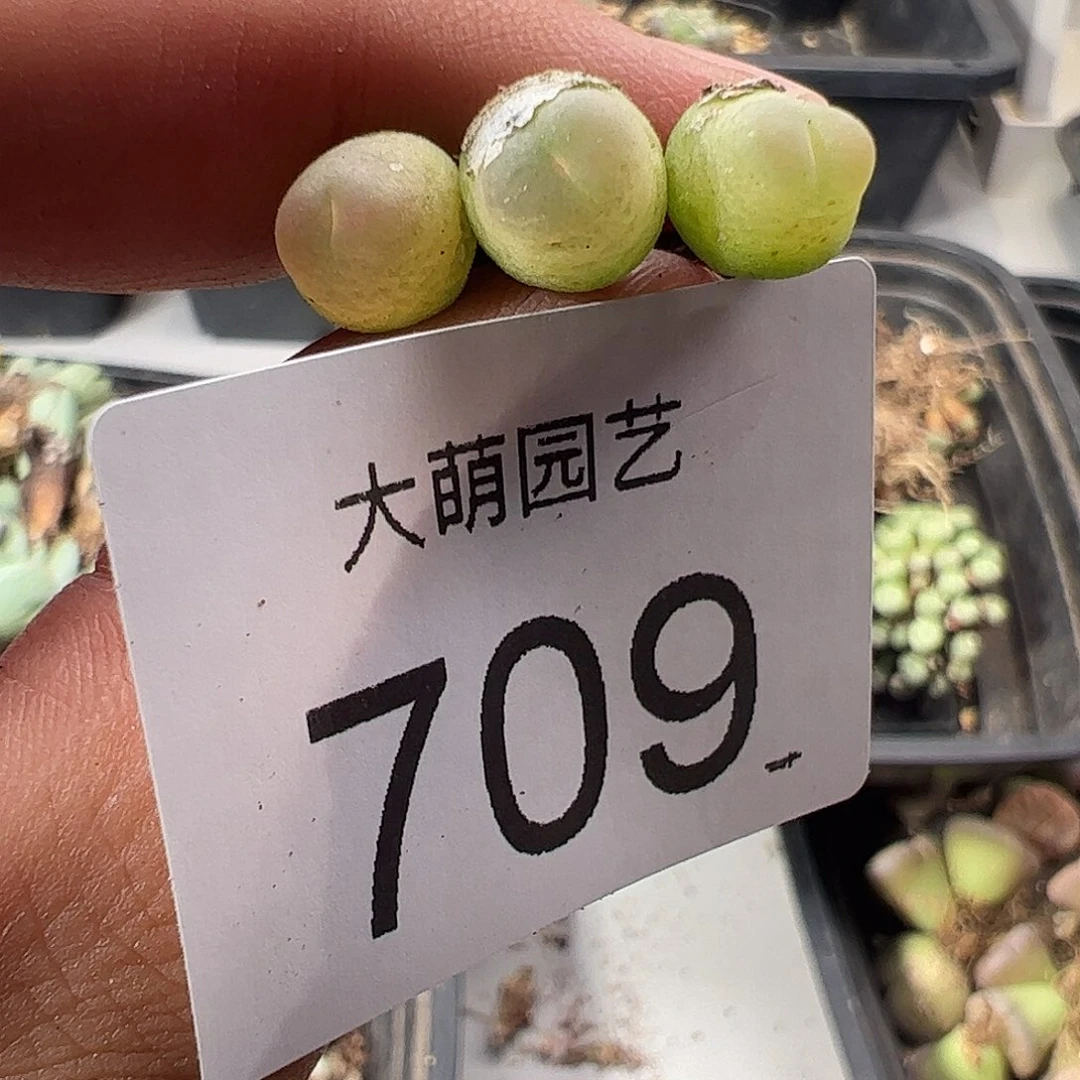 一物一拍默认微瑕。 709