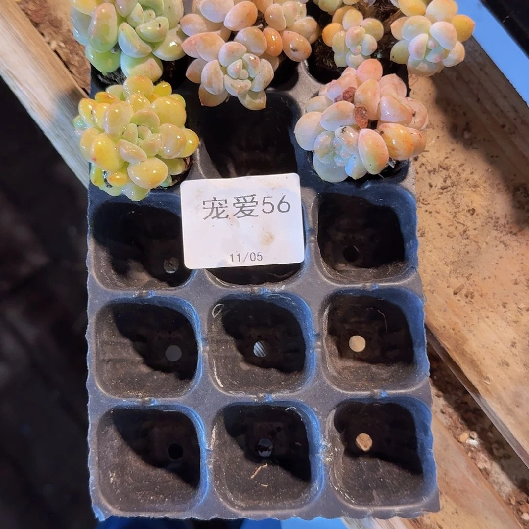 Ⅰ***瑶直播福利一物一拍56