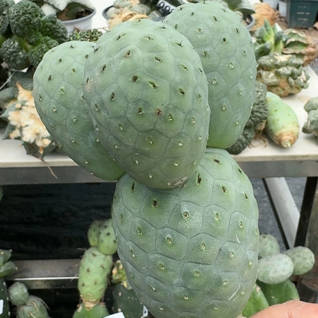 【闪购商品】无花朵大型绿皮陨石坑860