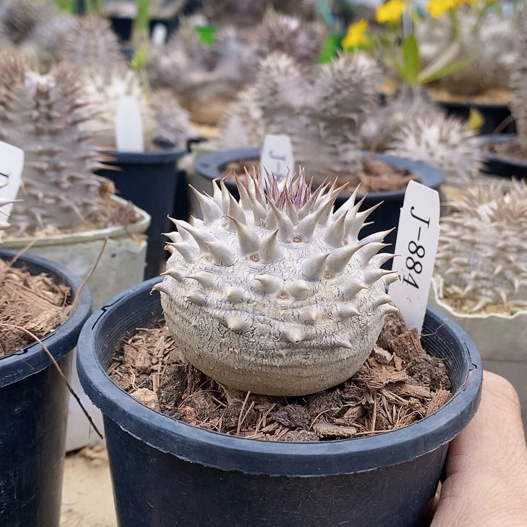 小大黑。多肉 块根