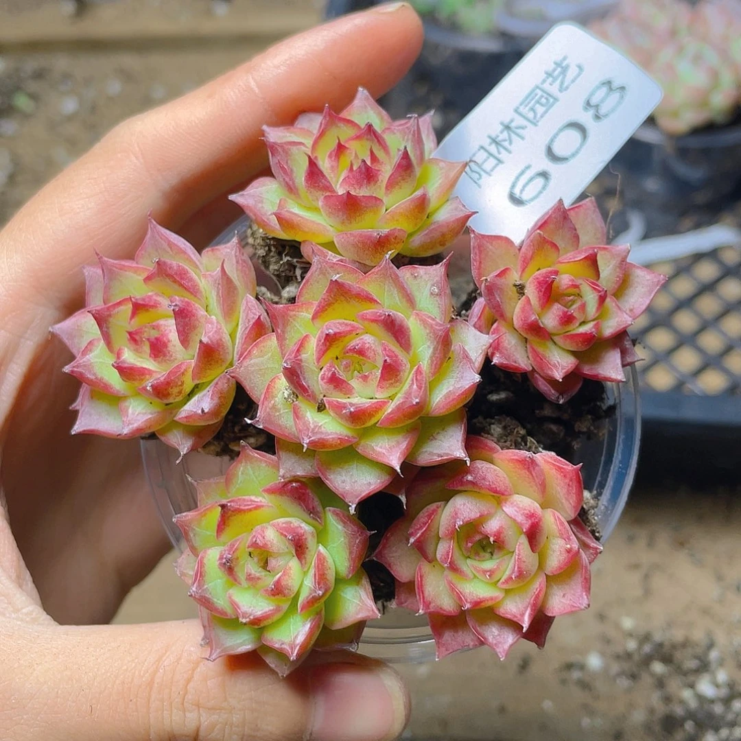 多肉植物多肉植物608