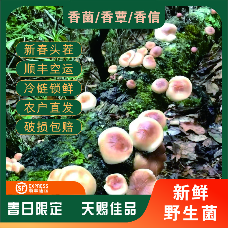 新春尝鲜 鲜货云南野生菌 野生蘑菇香菌 香蕈 香信 香庆 榛蘑炒炖