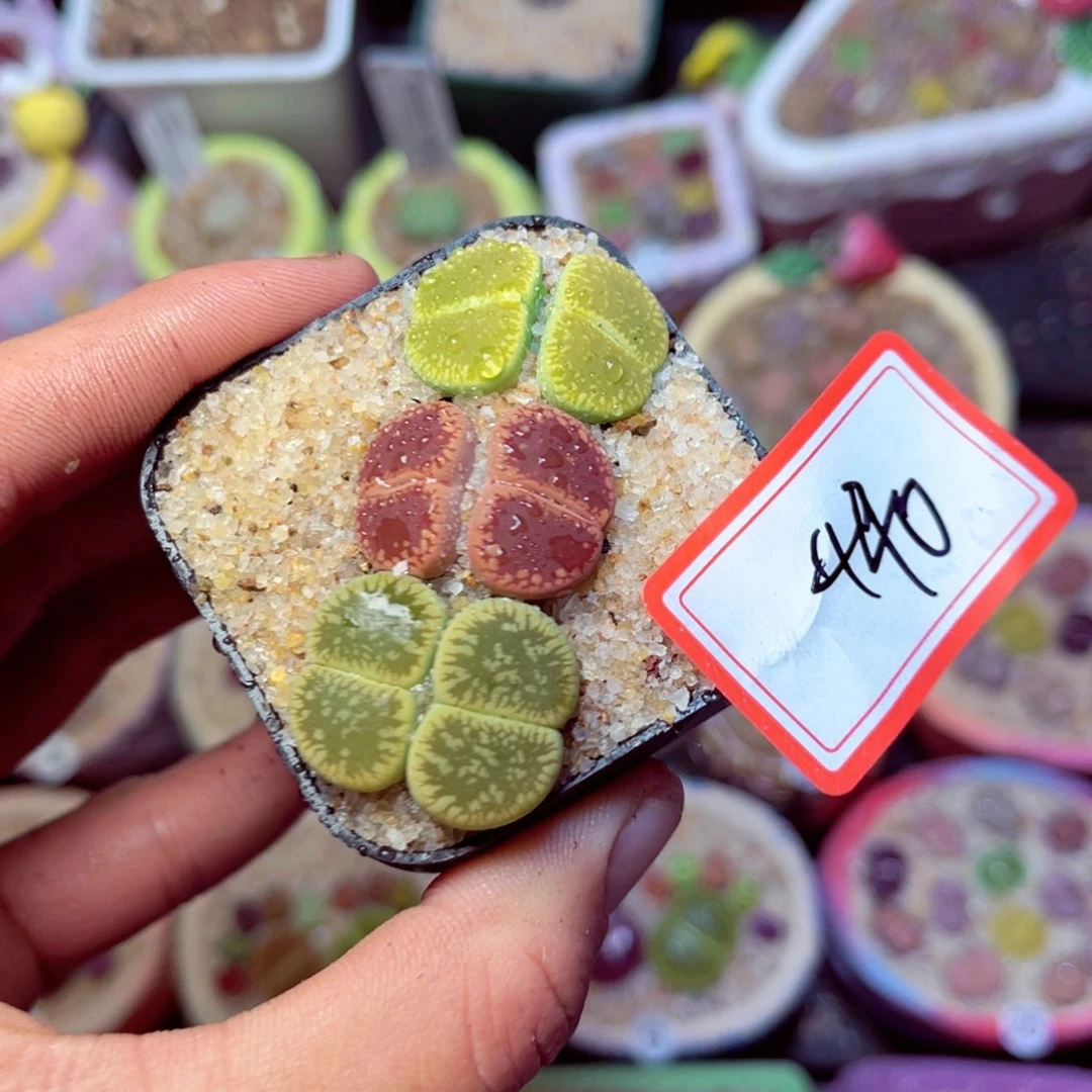 440生石花带盆发