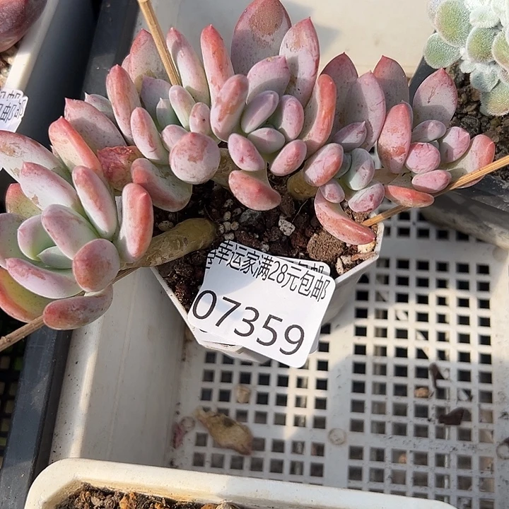 幸运的是我还没遇到过