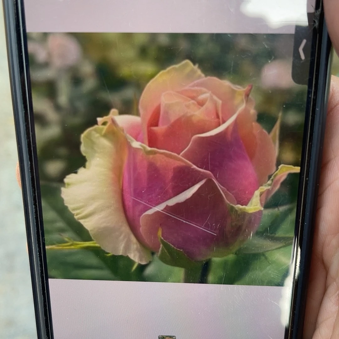 无花朵———-拉姆福利款