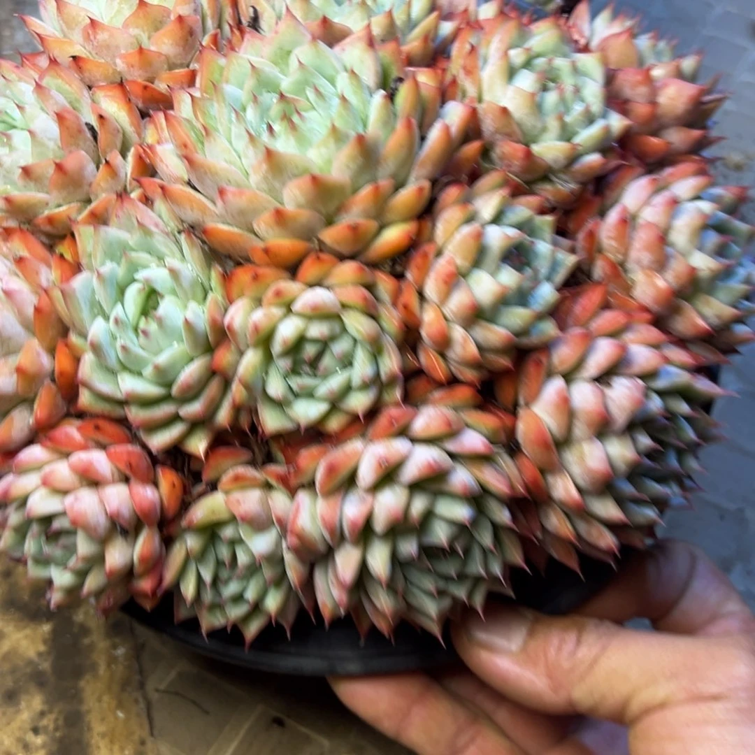 Tp 多肉植物一物一拍58