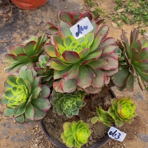 奶白多肉植物60多肉