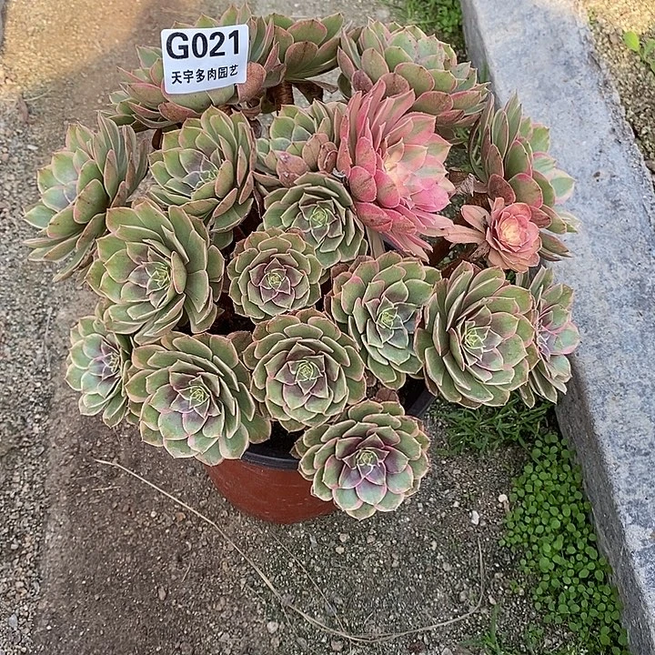 多肉植物粉花妖021多肉