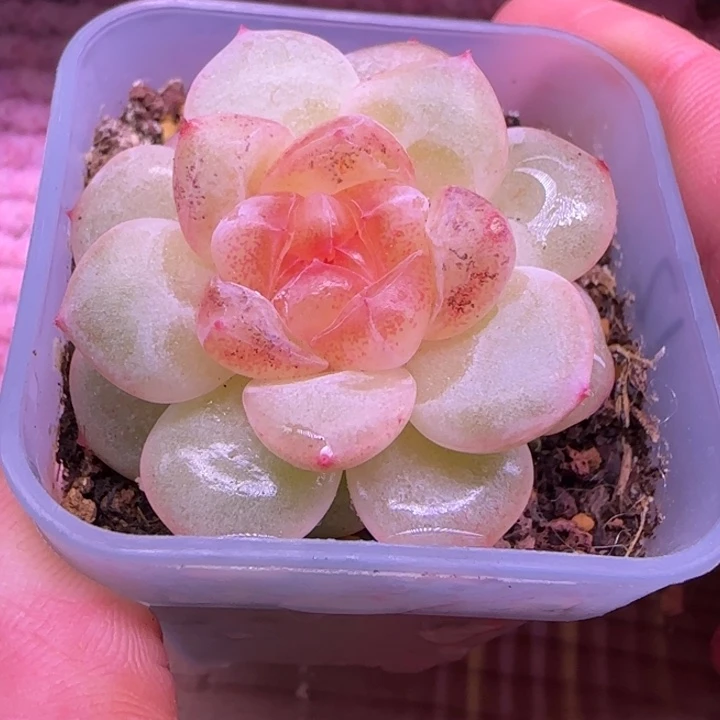 糖***儿一物一拍大宁甜心12