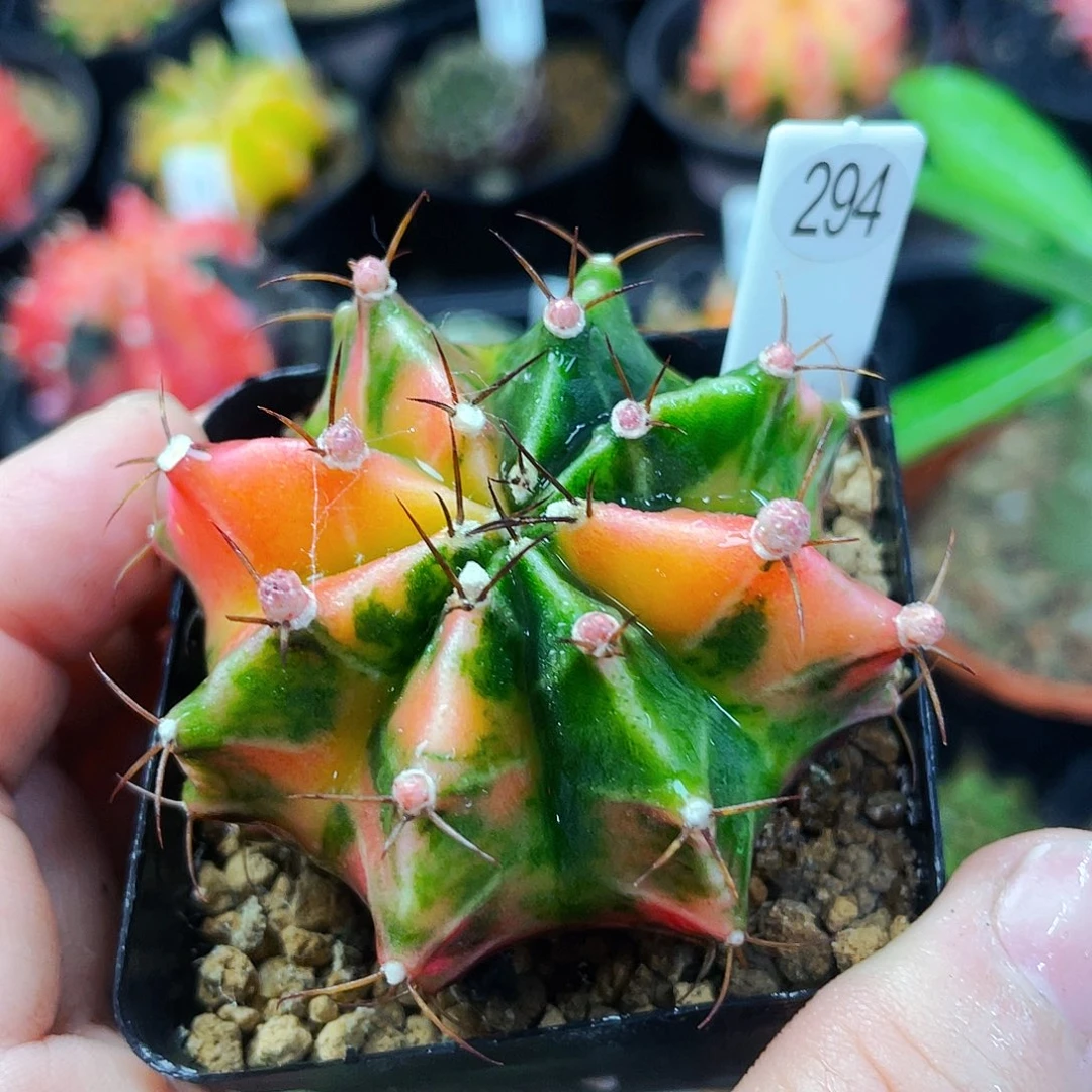 非偏远地区满25包邮仙人球裸根