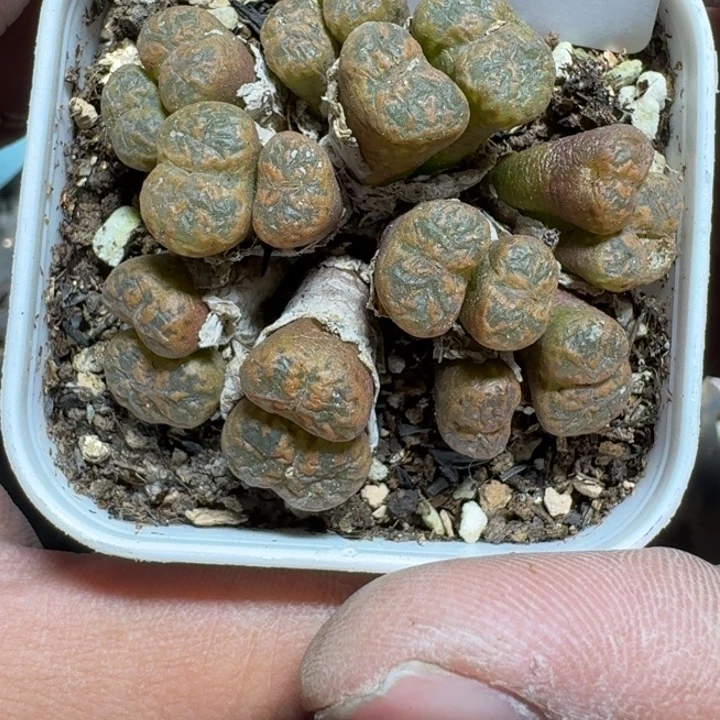 295 多肉植物多肉植物