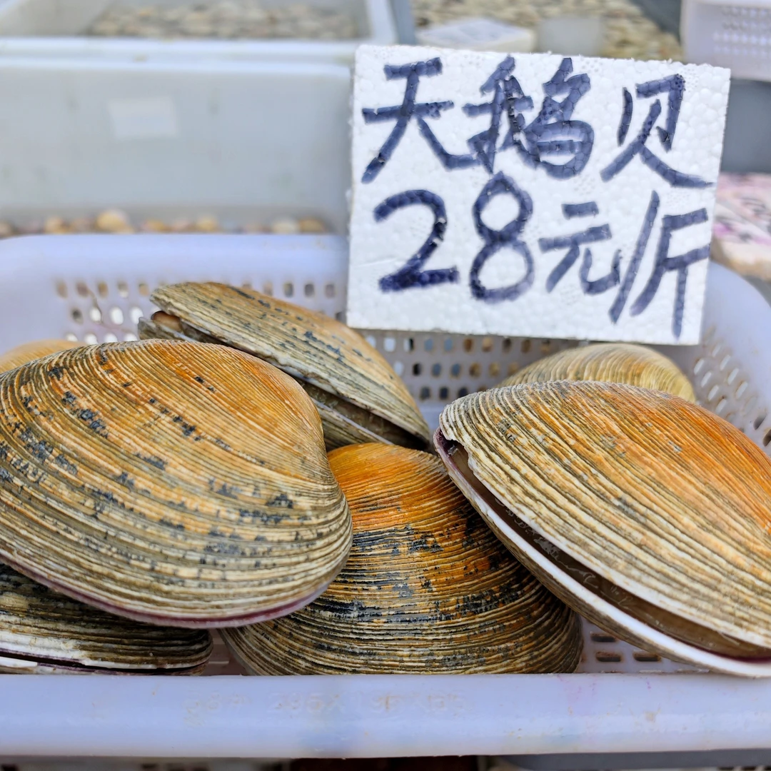 天鹅贝 大贝壳同城速发