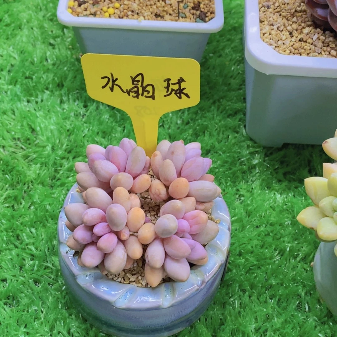 喜*盈多肉植物，开心多肉