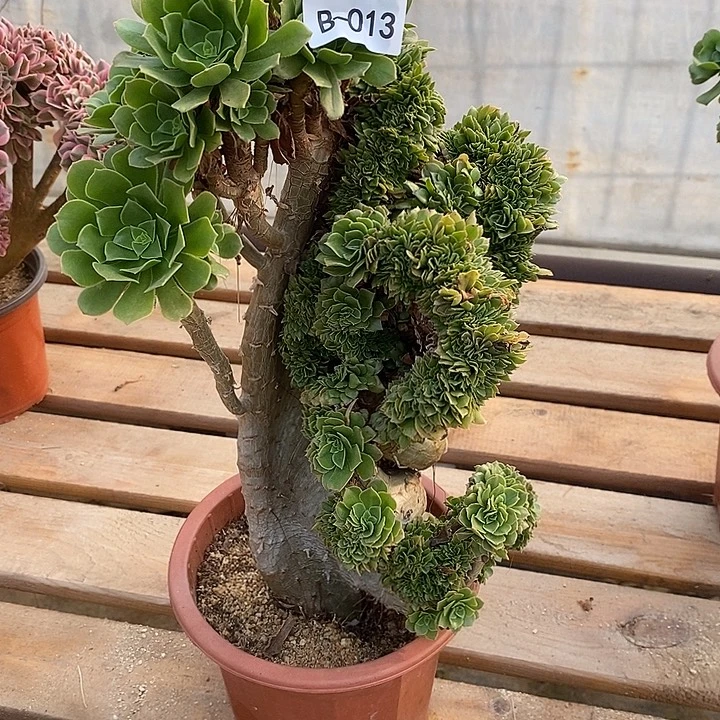 013 绿羊绒缀高37 公分