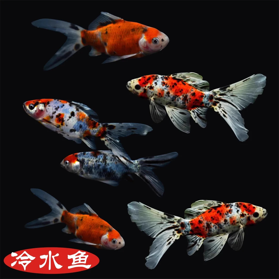 兰花草金草金鱼活体锦鲫锦鲤活鱼观赏鱼冷水鱼淡水小型鱼苗红鱼