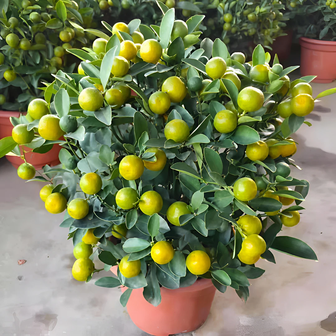 D高端盆栽盆景高端绿植花卉盆栽