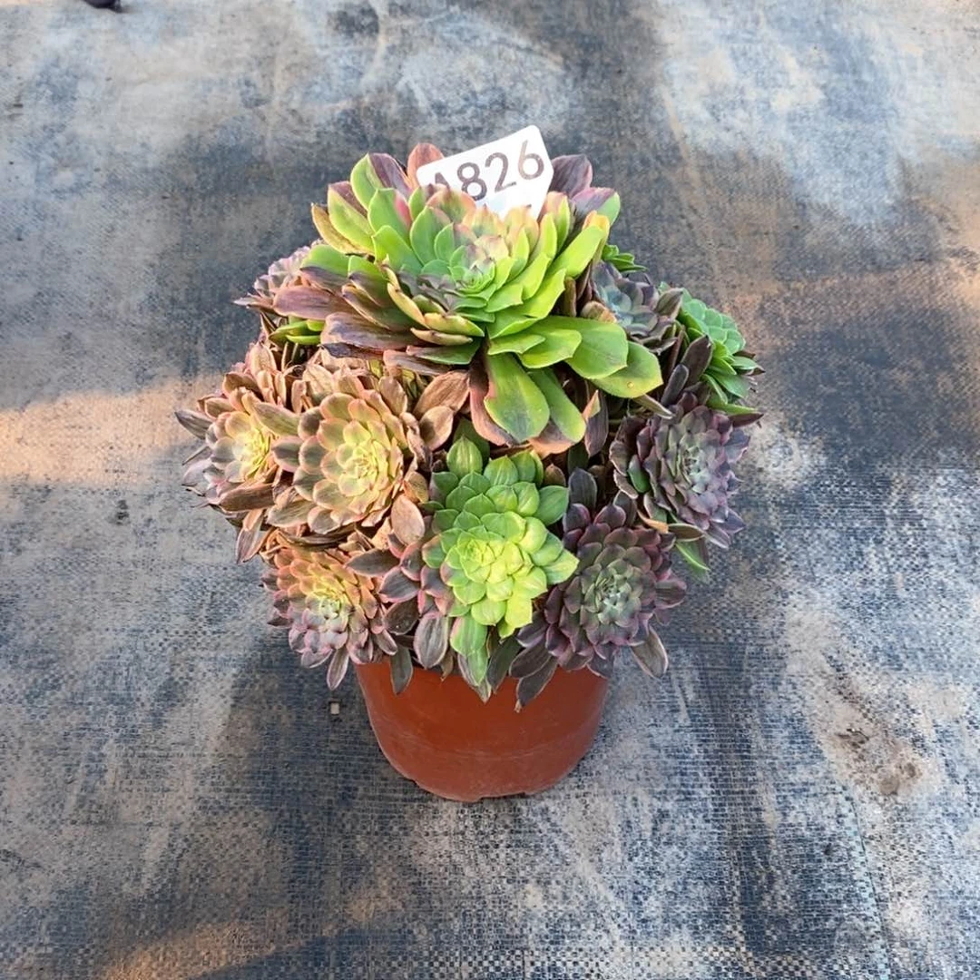 ℘****嫩桩花脸粉黛826多肉法师植物