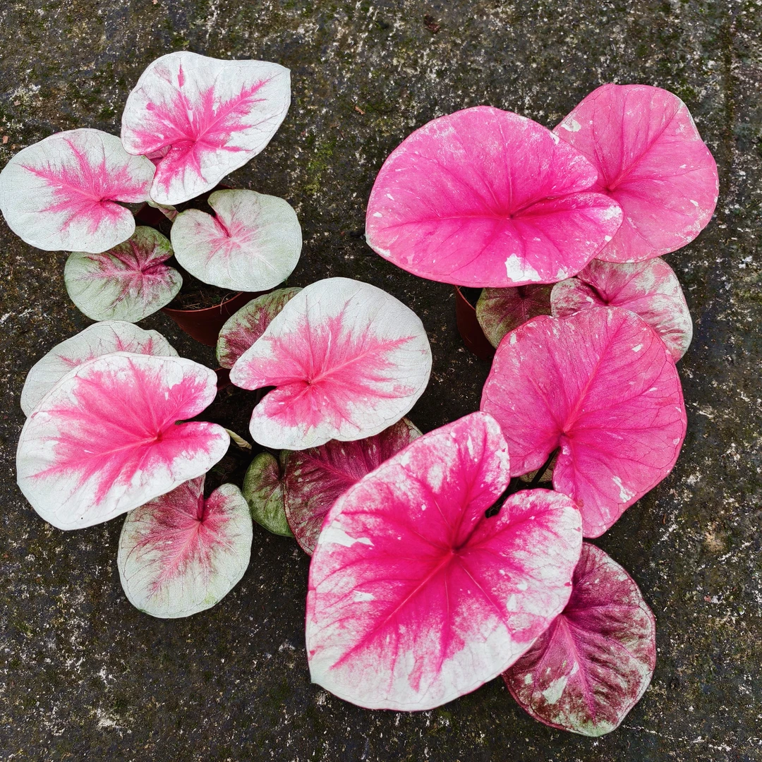 彩叶芋女王之心热植耐热种球多年生室内绿植绿植盆栽ins风盆栽