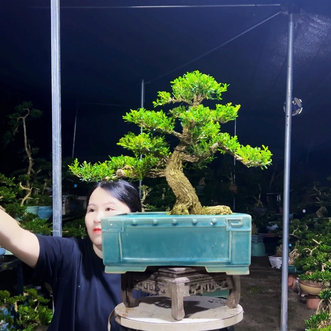 苹***A无花朵黄杨木