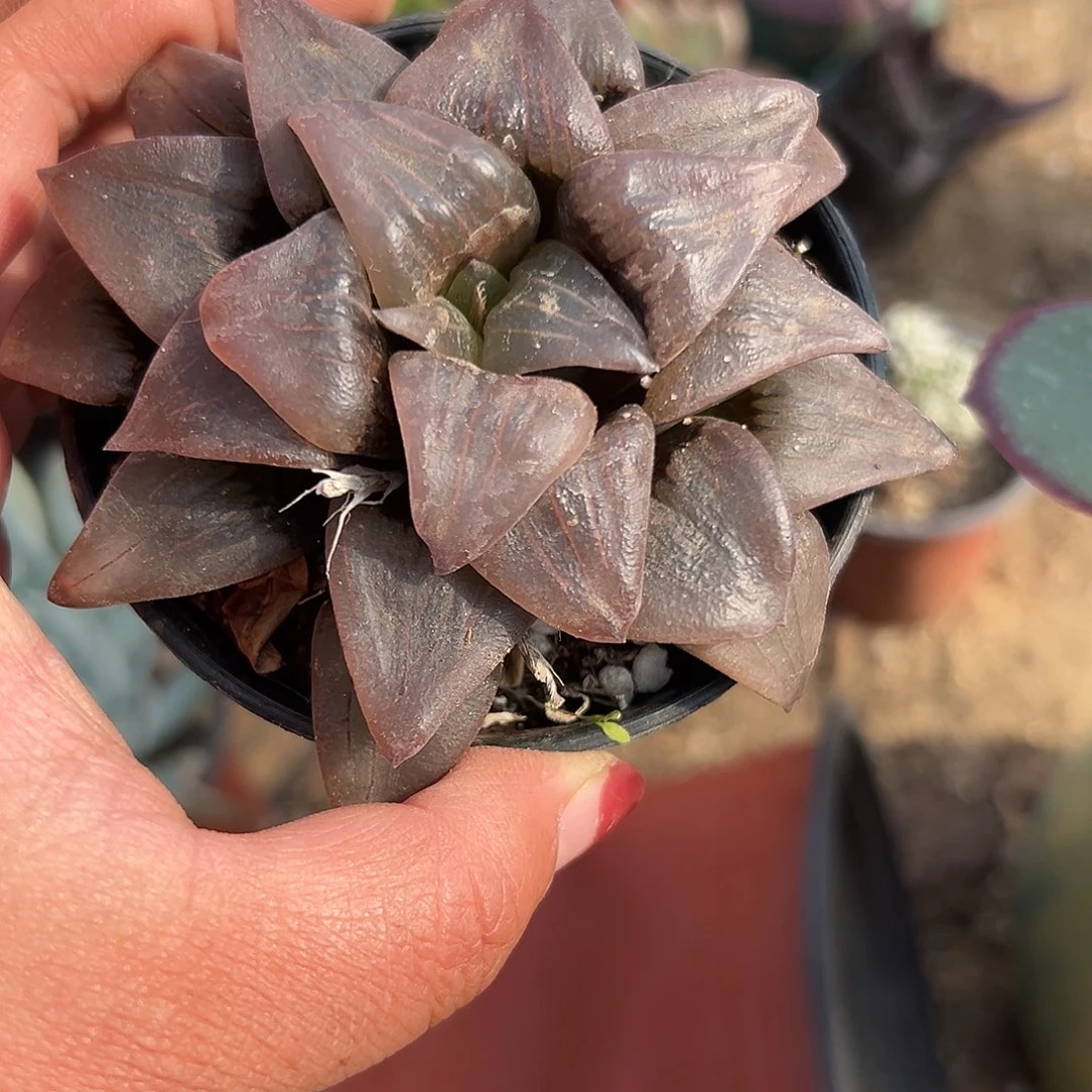 多肉植物多肉植物