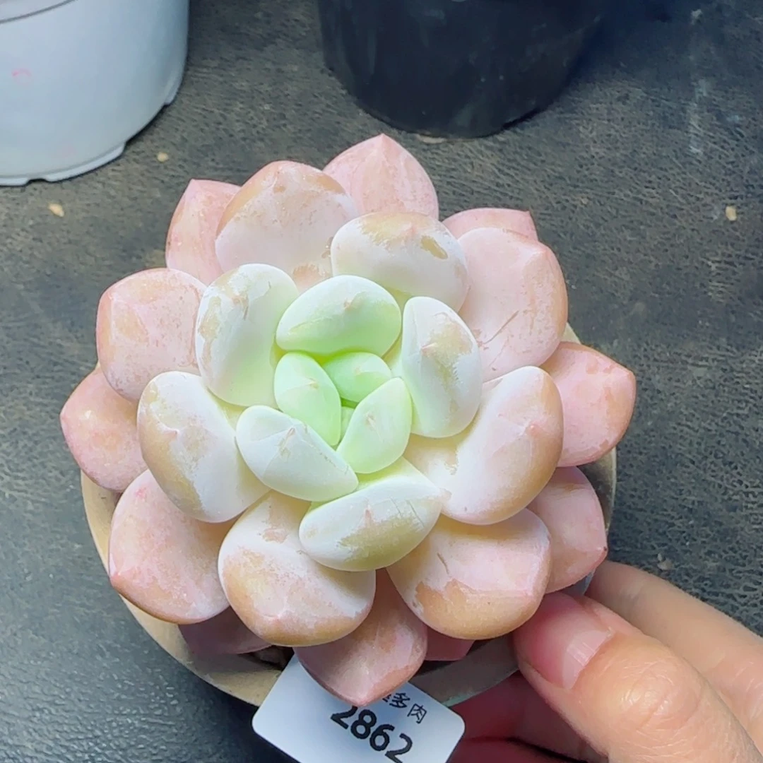 孤品，2862多肉植物