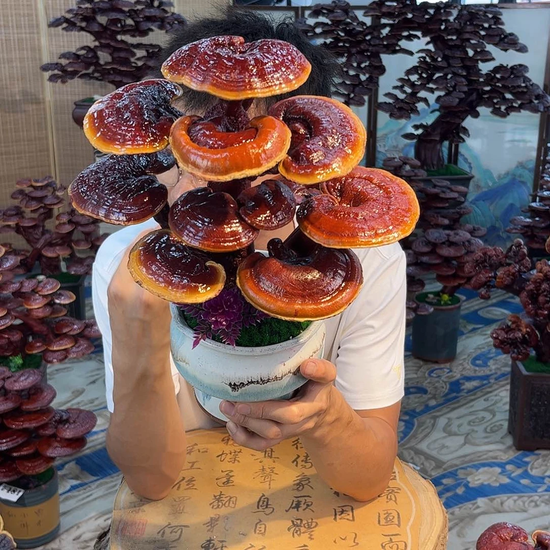 无花朵888888888888