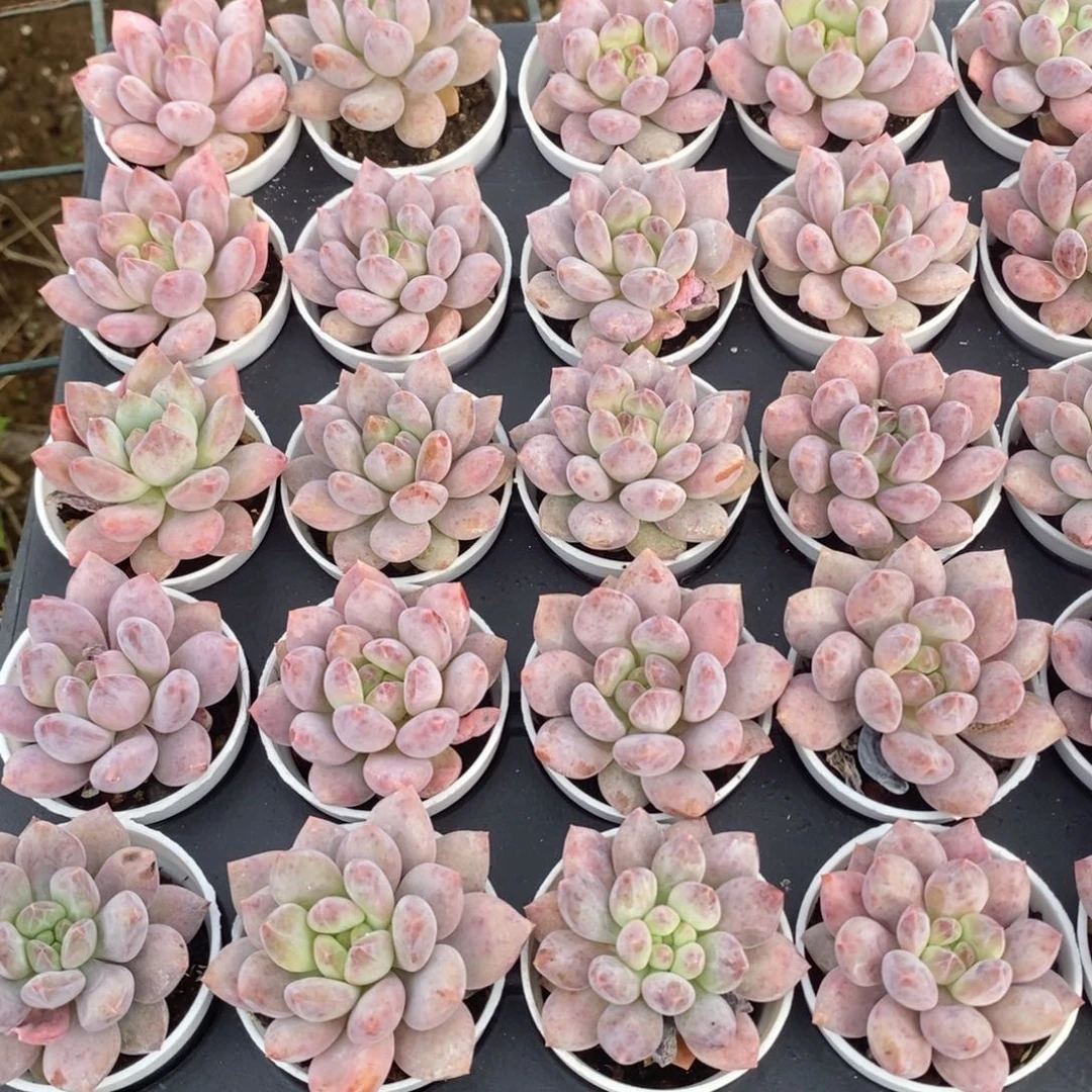 半夏美人到手一颗量拍多肉满20包邮满26送一颗精品多肉