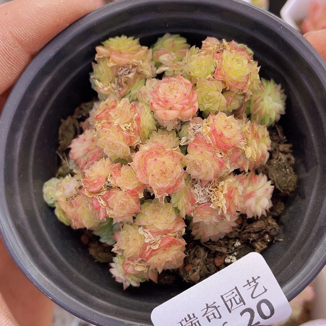 0000000000000020量拍