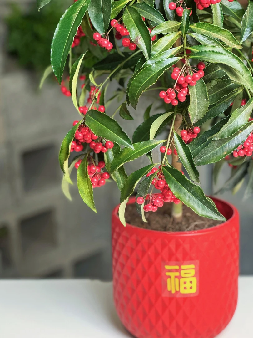 礼【富贵籽】 富贵籽带红果盆栽室内绿植耐阴好养观果植物金玉满堂