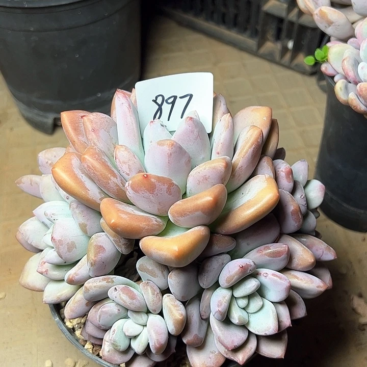 泡*、897//////////////